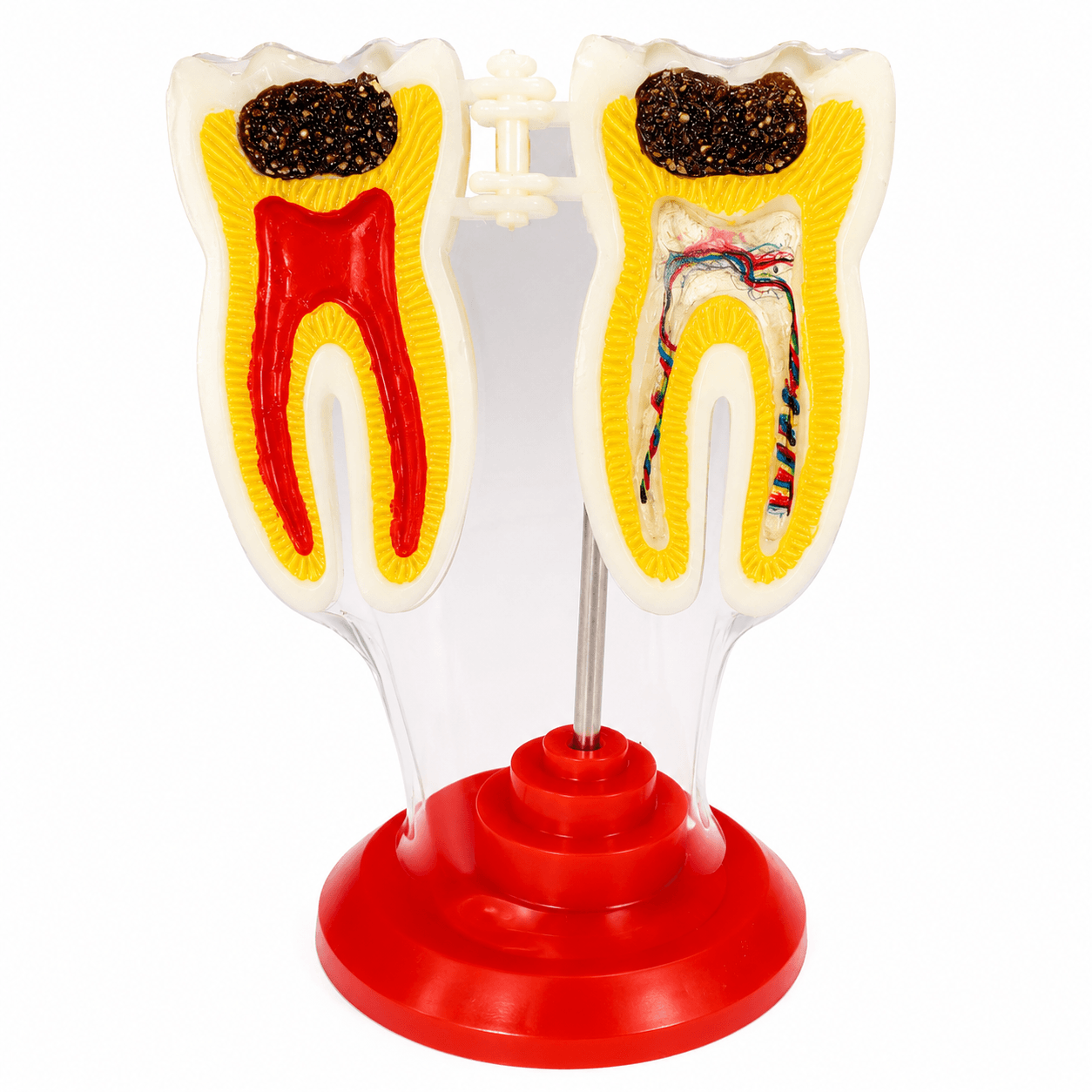 Modelo Anatómico Dental Acrílico Modelo Anatómico Dental Acrílico